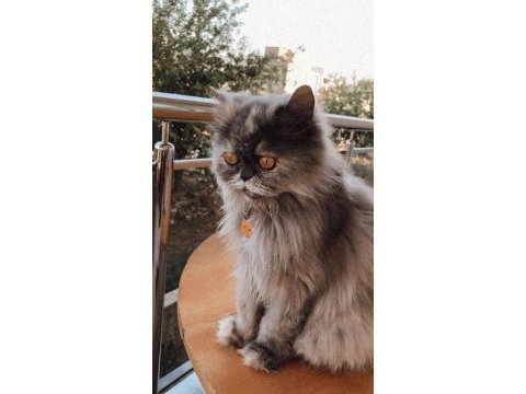 Tamamen ücretsiz eyşa parası vs yok iran kedisi