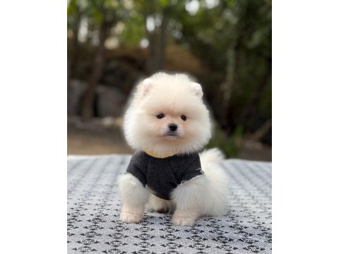Orjinal spitz olmayan pomeranian boo çocuklarımız