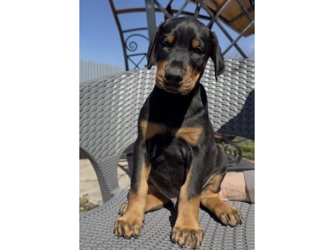Show kalite doberman yavrular