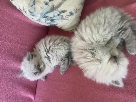 Bir dişi bir erkek yavrularım yuvasını arıyor