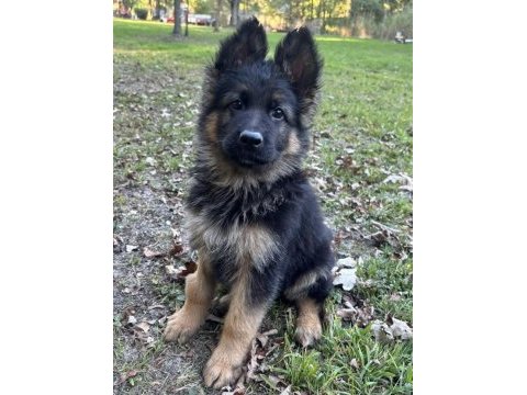 K9 alman kurdu yavrularımız