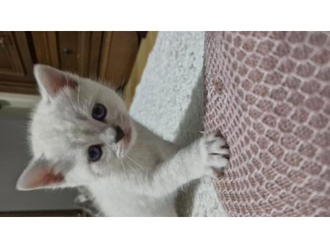 Bursa yavru british shorthair kedimiz