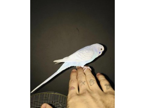Hazır yumurtalı takım erkek ele alışkın muhabbet kuşu