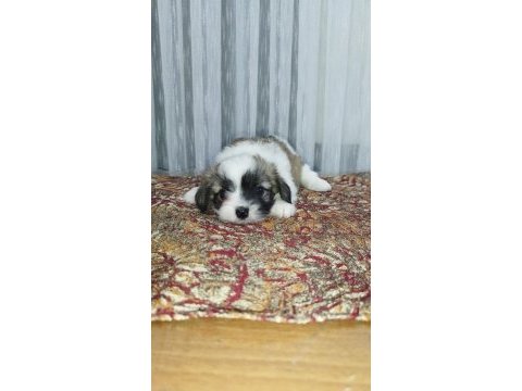 3 sevimli çocuk morkie
