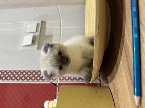 Dünyalar güzeli scottish fold yavrularımı sahiplendiriyorum