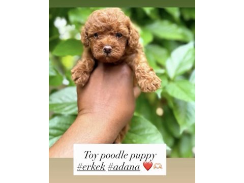 Toy poodle bebeklerimiz