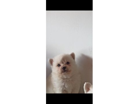 Safkan pomeranian yavruları ev ortamında