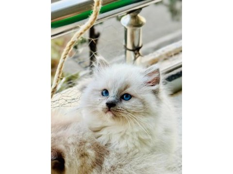 Yurtdışından anne ve baba şecereli ragdoll yavru kediler