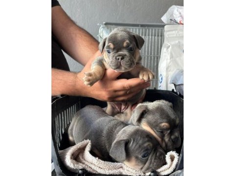 A kalite french bulldog yavrular