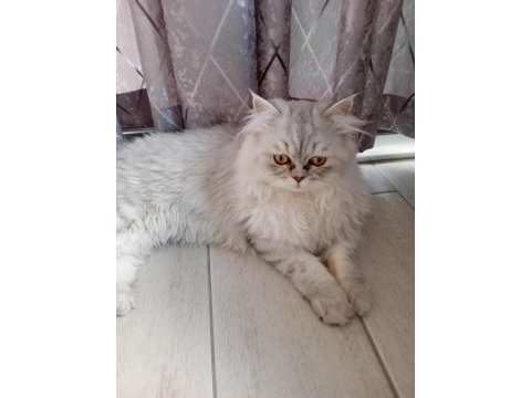 British longhair acil satılık kısırlaştırılmadı