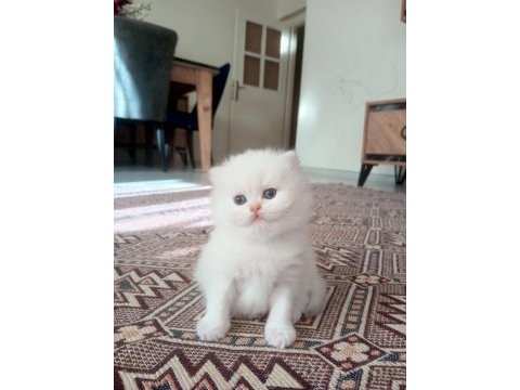 Safkan british longhair