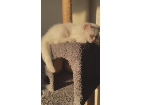 Erkek yavru kedimiz