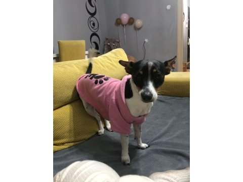 Acil çok özel pinscher minyatür