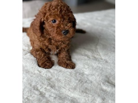 Safkan red brown toy poodle