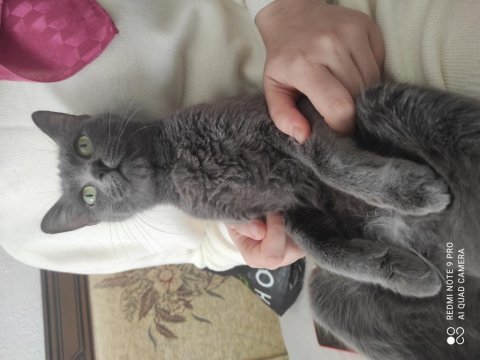 Russian blue kızıma güvenilir aile 18 aylık