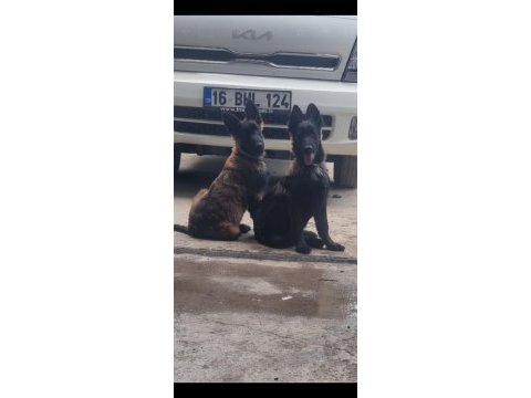 Belçika terworen yavruları 5 aylık