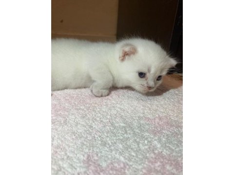 Erkek british shorthair