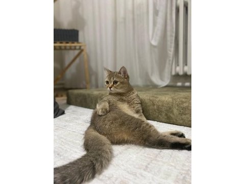 Saf kan british shorthair gold ny 11