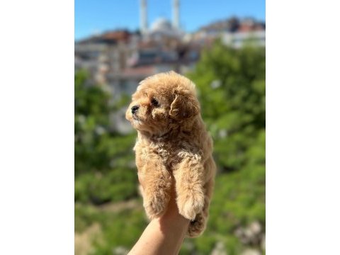Toy poodle maltipoo bebekler