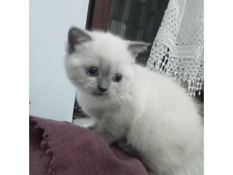 1.5 aylık dişi british shorthair yavrumuz