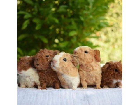 Guineapig yavrular aynı gün set halinde teslim edilir