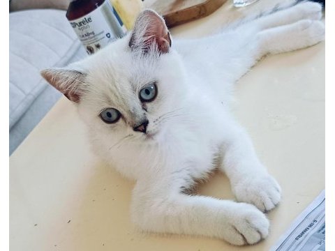 Güzel british shorthair kediler rezerveye açık