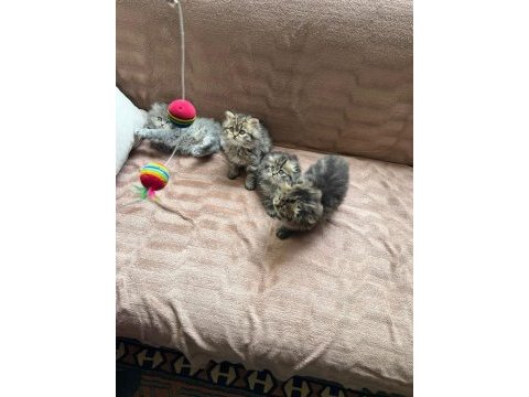 Chinchilla scottish fold dik kulak karışık 8 yavru