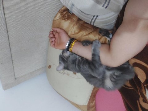 Evcilleşmiş sokak kedisi