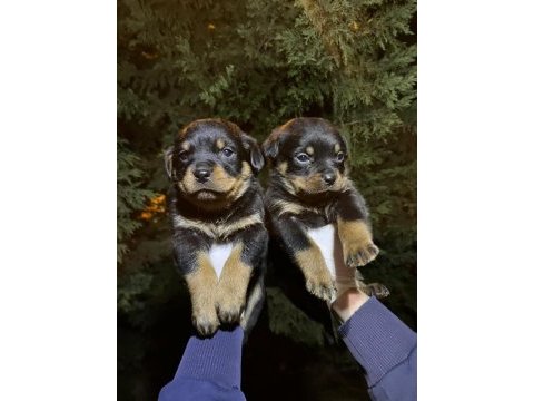 Koca kafa rottweiler yavrular