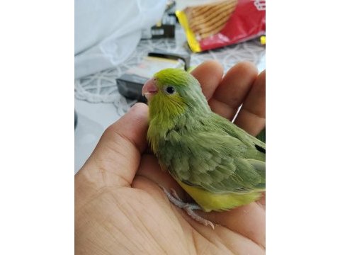Yavru forpus papağanımız