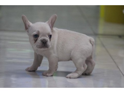 Kaliteli french bulldog yavrular