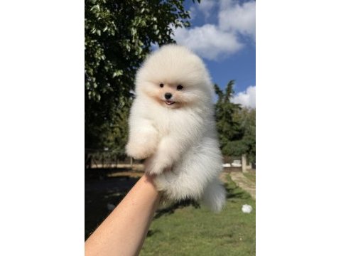 Üst düzey kusursuz karbeyaz pomeranian boo