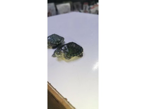 Bebek kaplumbağalar görücüde
