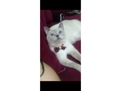 British white british blue point tüm malzemeleri beraber