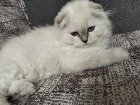 1 adet scottish fold dişi miya