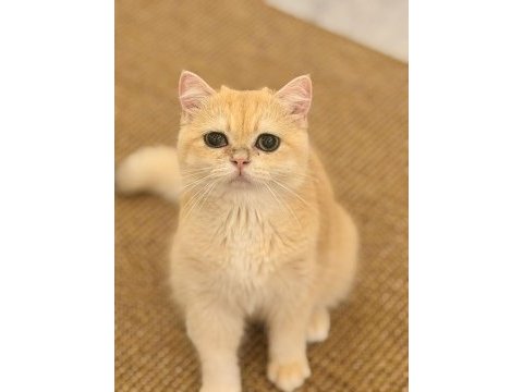 British shorthair golden