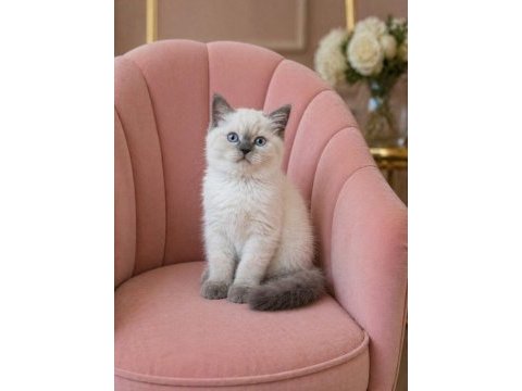 Bir birinden güzel british shorthair yavrular