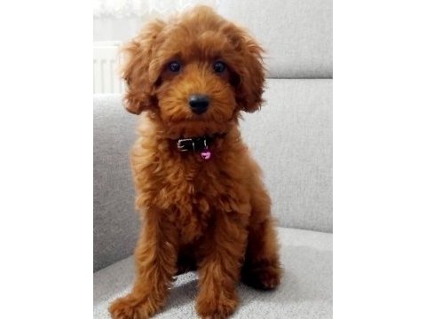 Tarçın rengi poodle erkek