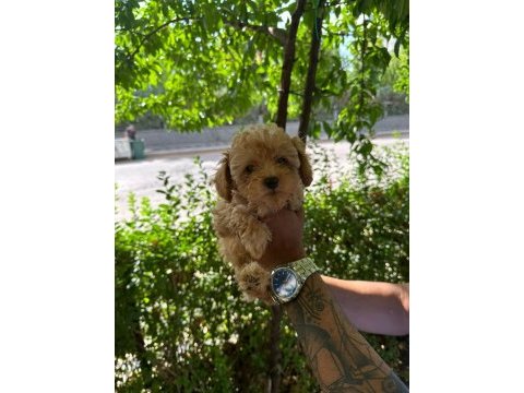 Poodle yavrular sizlerle