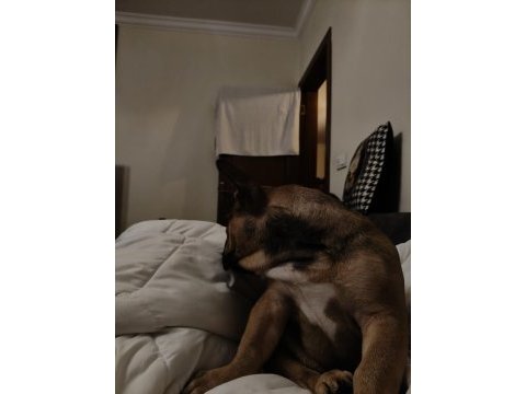 Daha 3 aylık çok tatlı çok sevimli ve uysal french bulldog