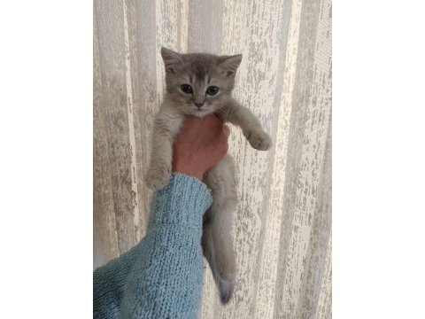 British shorthair bebekler