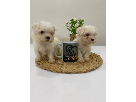 Muhteşem teacup maltese bebekler