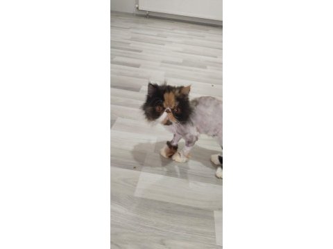 Egzotic persian longhair dişi