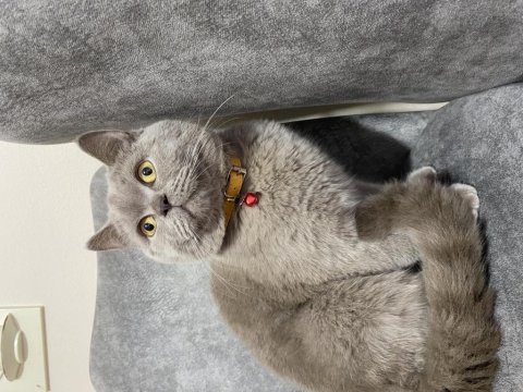 1 yaşında erkek british shorthair