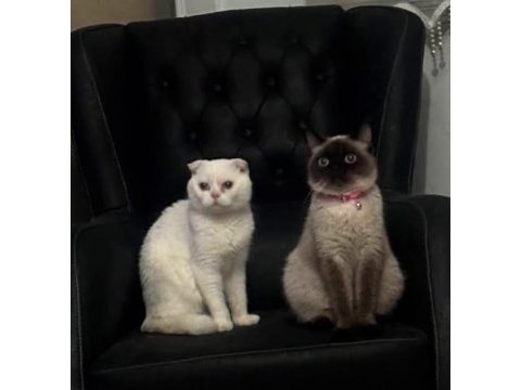 Tatlı siyam scottish fold iran yav. ailelerini arıyor