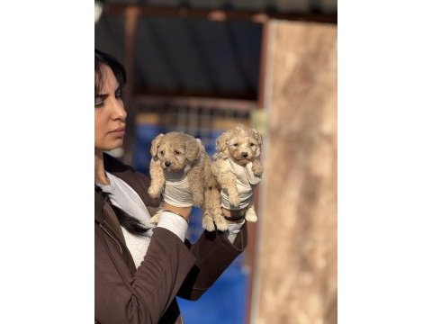 Maltipoo bebeklerimiz