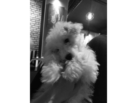 Yavru maltipoo köpeği 3 aylık