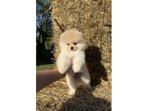 Ayıcık kafa pomeranian boo teddy face