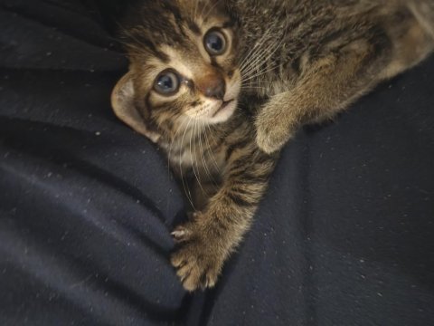 Minik bıdık kedimiz yeni sahibini arıyor