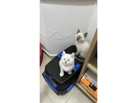 Sağlık garantili british shorthair yavruları
